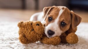 Cómo Socializar a tu Cachorro: Consejos Prácticos