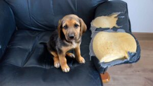 10 Consejos para Entrenar a tu Perro en Casa 10 Consejos para Entrenar a tu Perro en Casa