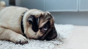 Consejos para Prevenir y Tratar la Ansiedad por Separación en los Perros