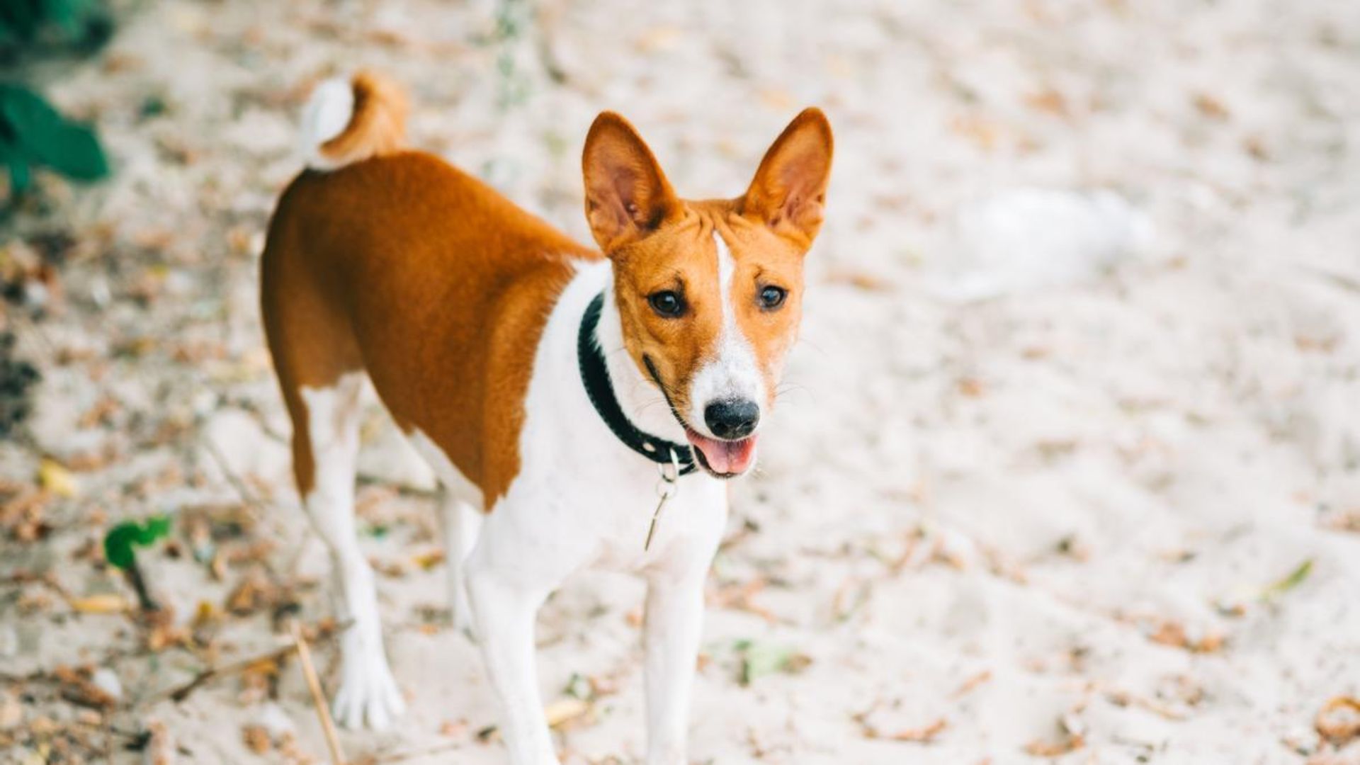Razas de Perros que no Suelten Pelo: Soluciones para Alérgicos