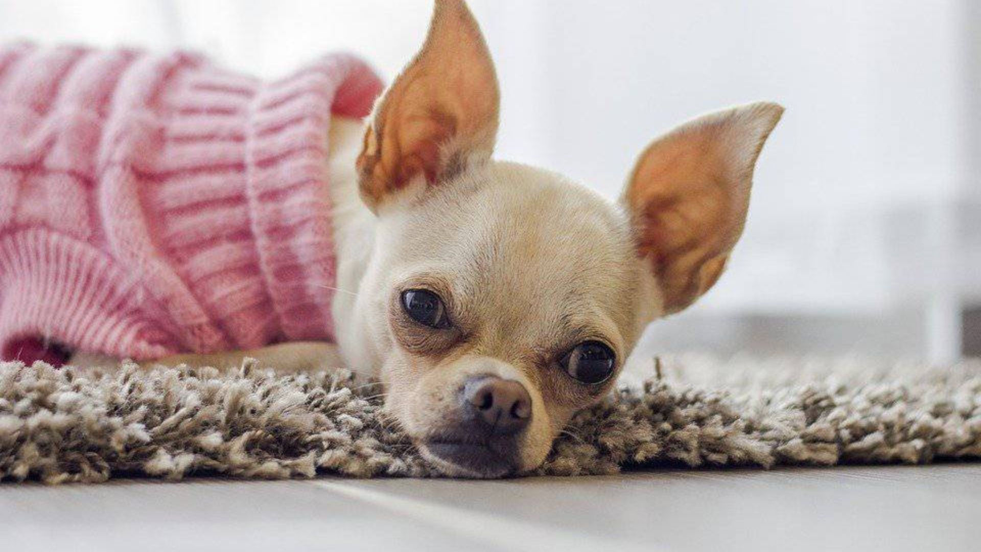 Razas de Perros Pequeños Perfectas para la Vida en Apartamento