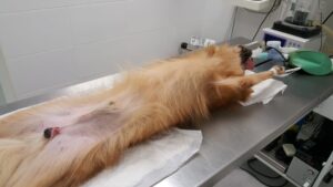 Dudas Frecuentes sobre la Esterilización y Castración de Perros