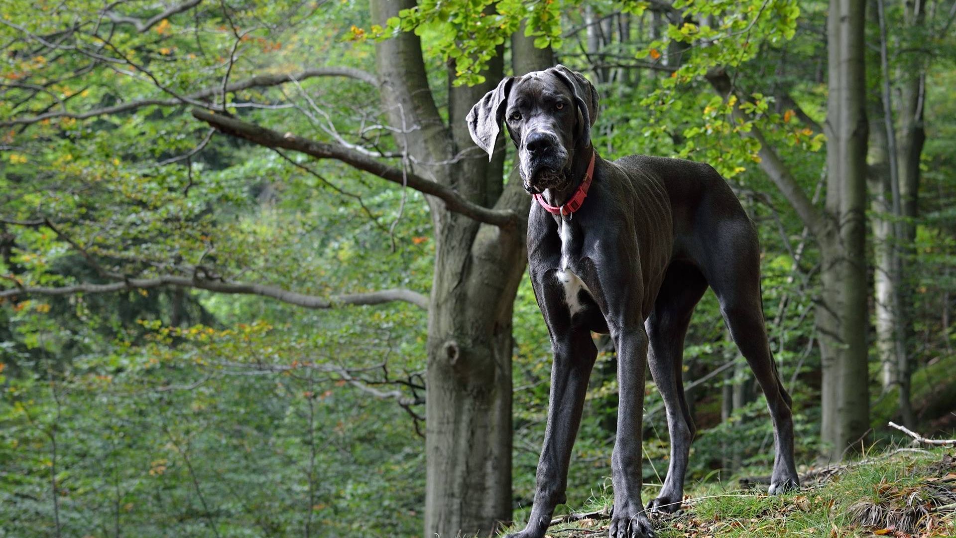 Razas de Perros Grandes y Activas: ¿Son adecuadas para tu Estilo de Vida?