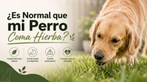 ¿Es Normal que mi Perro Coma Hierba? ¿Es Normal que mi Perro Coma Hierba?