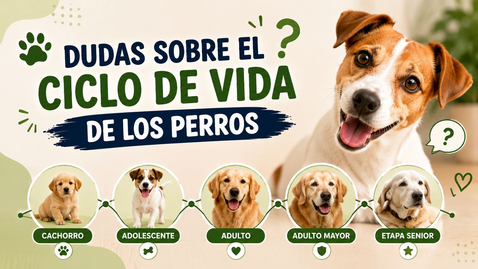 Dudas sobre el Ciclo de Vida de los Perros