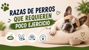 Razas de Perros que Requieren Poco Ejercicio