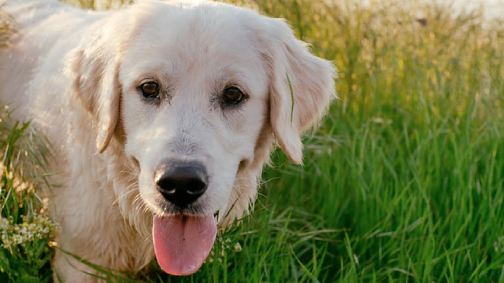 Razas de Perros de Trabajo: Compañeros Incansables y Leales