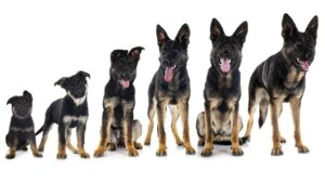 Dudas sobre el Ciclo de Vida de los Perros