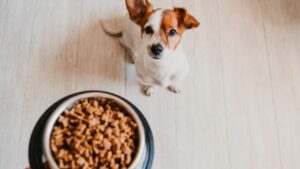 ¿Cuánto Debe Comer mi Perro? Guía para Determinar la Cantidad Adecuada de Alimento