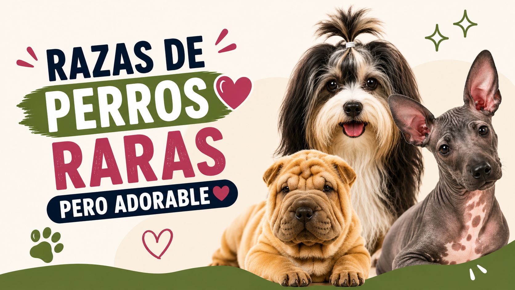 Razas de Perros Raras pero Adorable