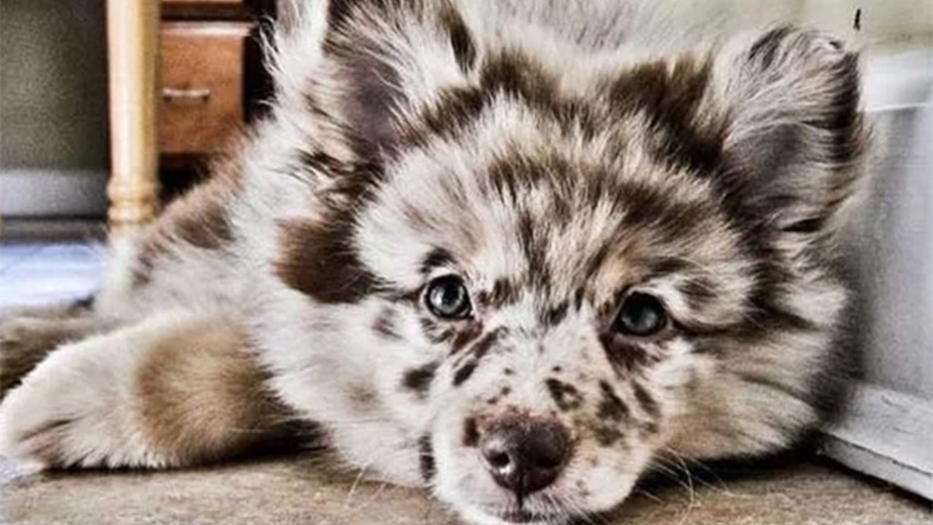 Razas de Perros Raras pero Adorable