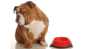 ¿Tu Perro es un Picky Eater? Consejos para Mejorar su Apetito ¿Tu Perro es un Picky Eater? Consejos para Mejorar su Apetito