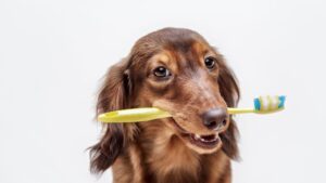 Cómo Cuidar la Higiene Dental de tu Perro