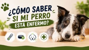 ¿Cómo Saber si mi Perro está Enfermo?