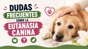 Dudas Frecuentes sobre la Eutanasia Canina