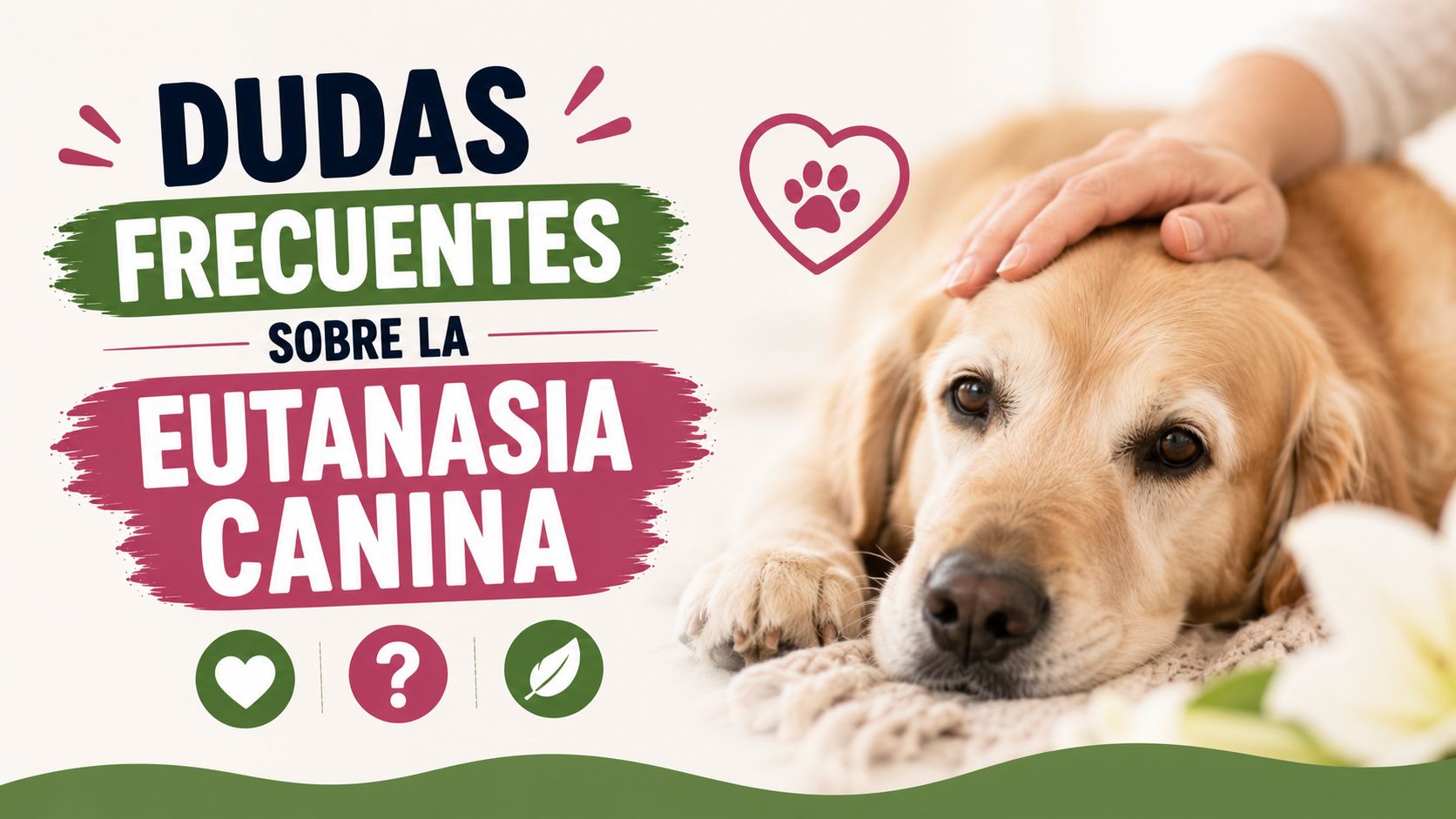 Dudas Frecuentes sobre la Eutanasia Canina