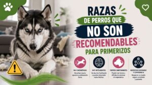 Razas de Perros que No Son Recomendables para Primerizos