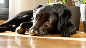 ¿Por Qué mi Perro Tiene Problemas para Dormir? ¿Por Qué mi Perro Tiene Problemas para Dormir?