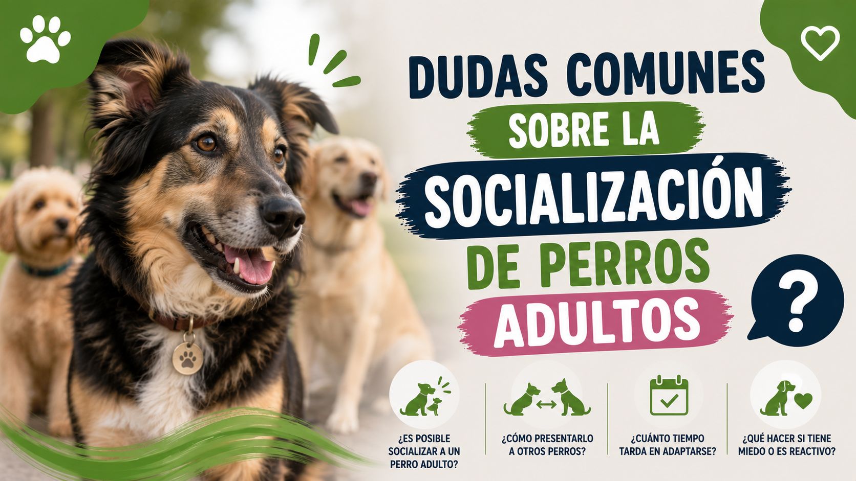 Dudas Comunes sobre la Socialización de Perros Adultos