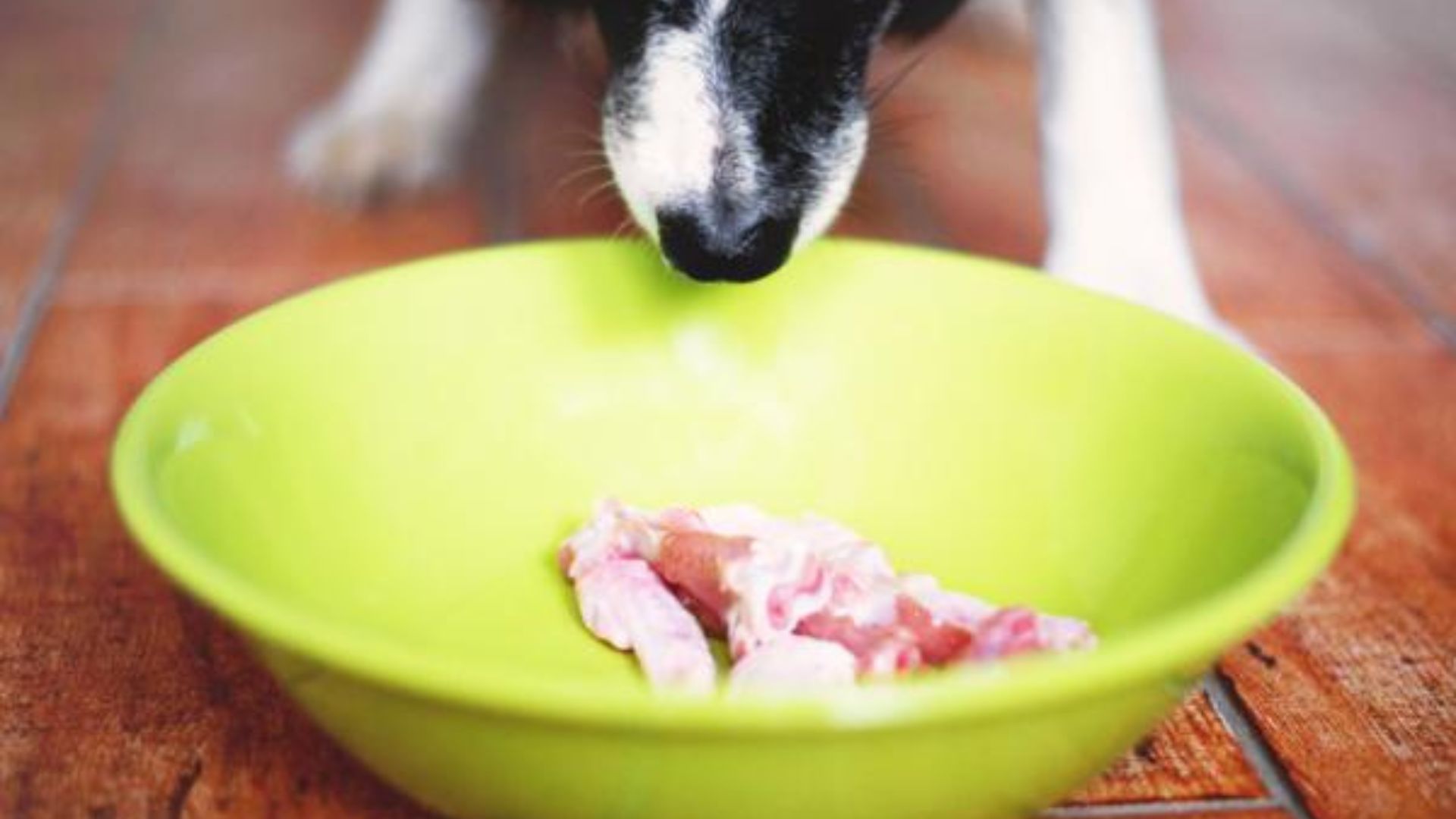Alimentos Aptos para Perros con Alergias Alimentarias