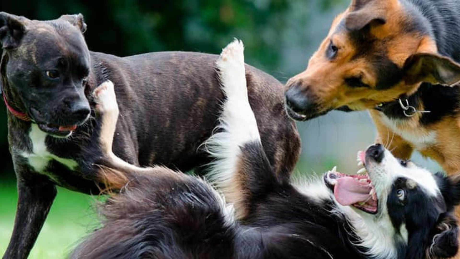 Dudas Comunes sobre la Socialización de Perros Adultos
