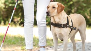 Razas de Perros para Personas con Discapacidades