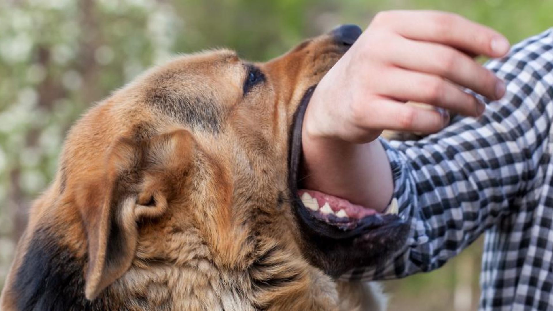 ¿Cómo Lidiar con la Agresión entre Perros en el Hogar?