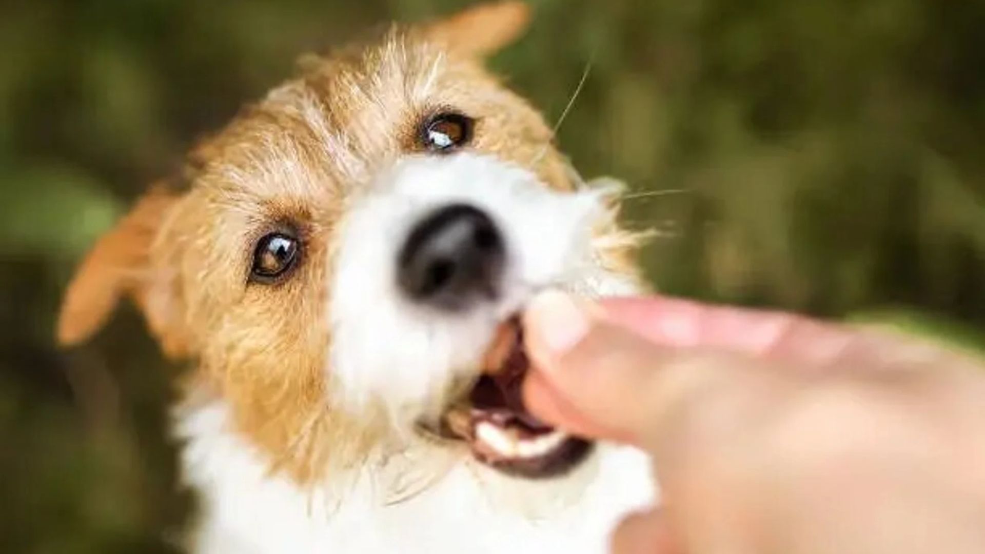 Alimentos Naturales que Puedes Compartir con tu Perro