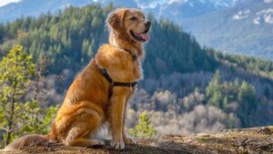 Razas de Perros más Aptas para el Senderismo