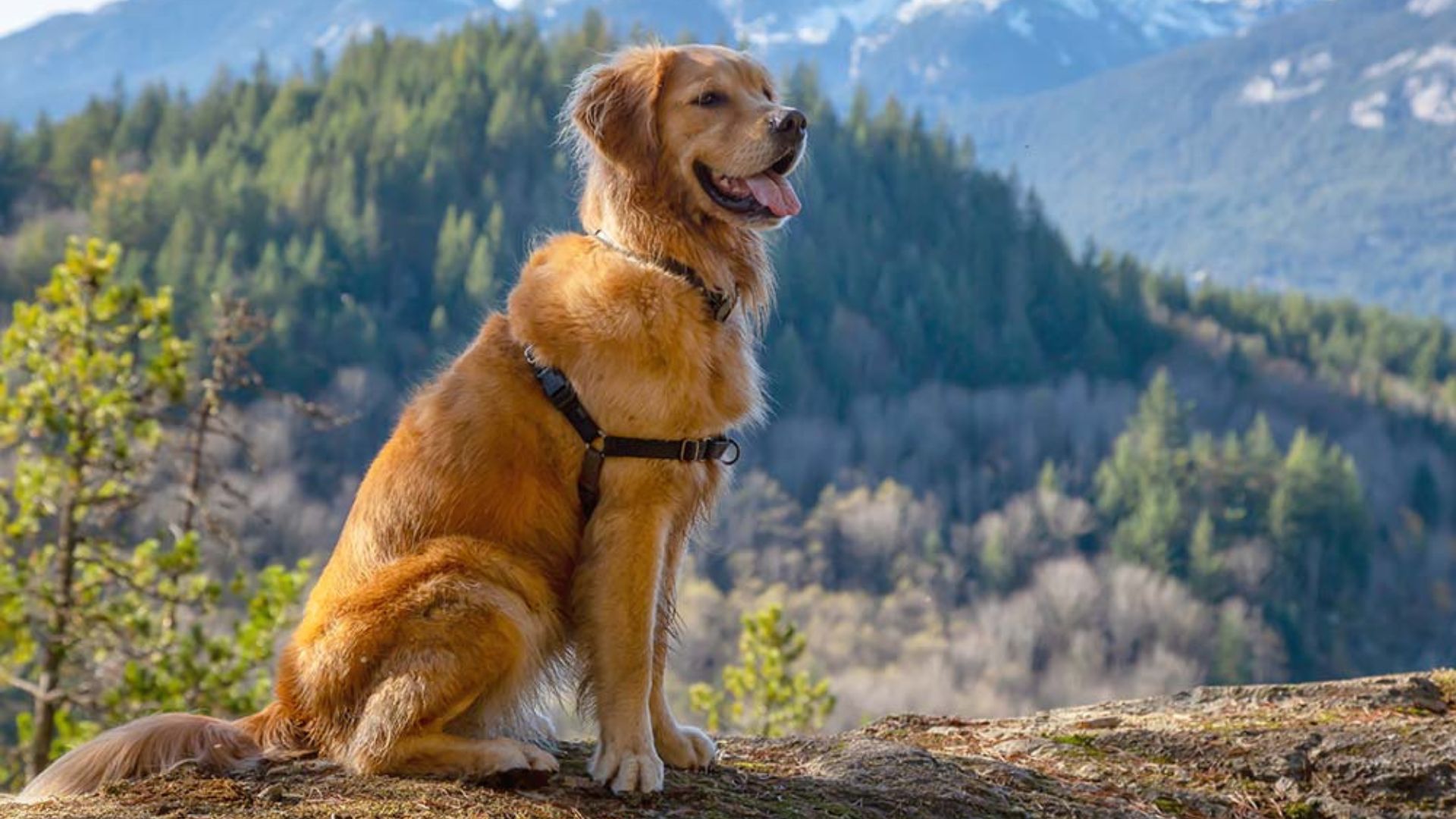 Razas de Perros más Aptas para el Senderismo