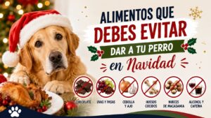 Alimentos que Debes Evitar Dar a tu Perro en Navidad
