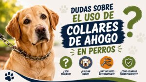 Dudas sobre el Uso de Collares de Ahogo en Perros Dudas sobre el Uso de Collares de Ahogo en Perros