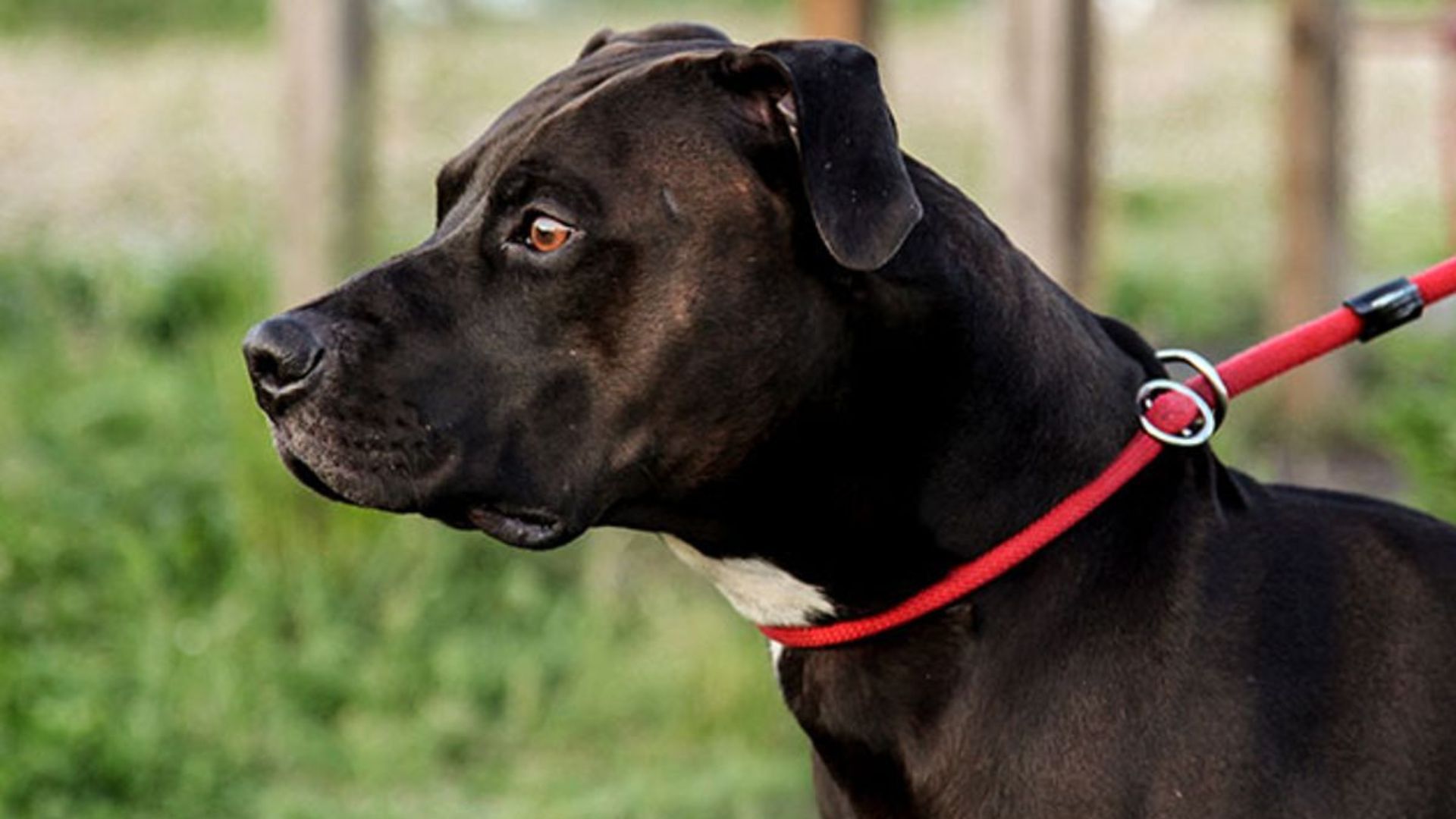 Dudas sobre el Uso de Collares de Ahogo en Perros