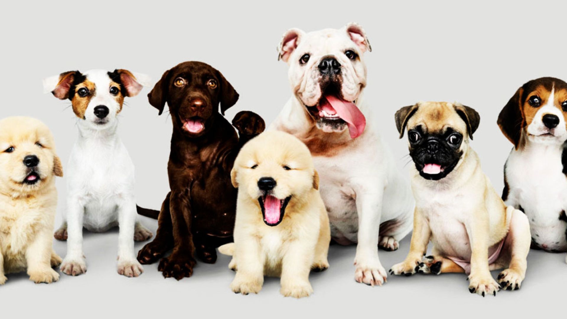 Razas de Perros con Personalidades Diversas