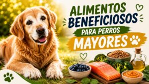 Alimentos Beneficiosos para Perros Mayores Alimentos Beneficiosos para Perros Mayores