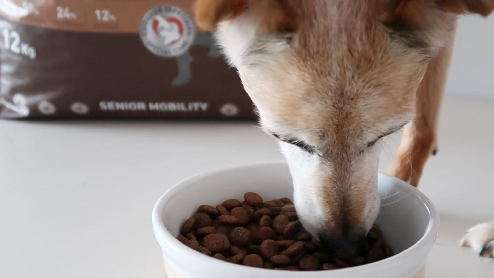 Alimentos Beneficiosos para Perros Mayores