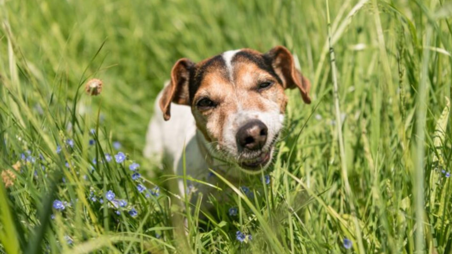 ¿Es Normal que mi Perro Coma Pasto?