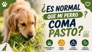 ¿Es Normal que mi Perro Coma Pasto? ¿Es Normal que mi Perro Coma Pasto?