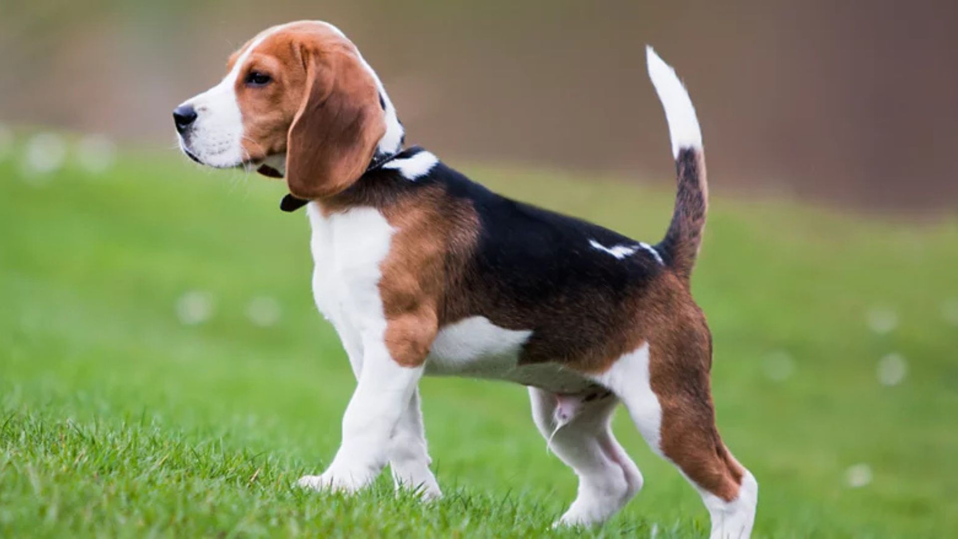 Beagle