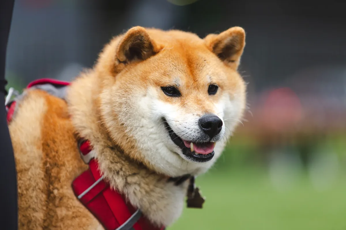 Perro Akita Inu