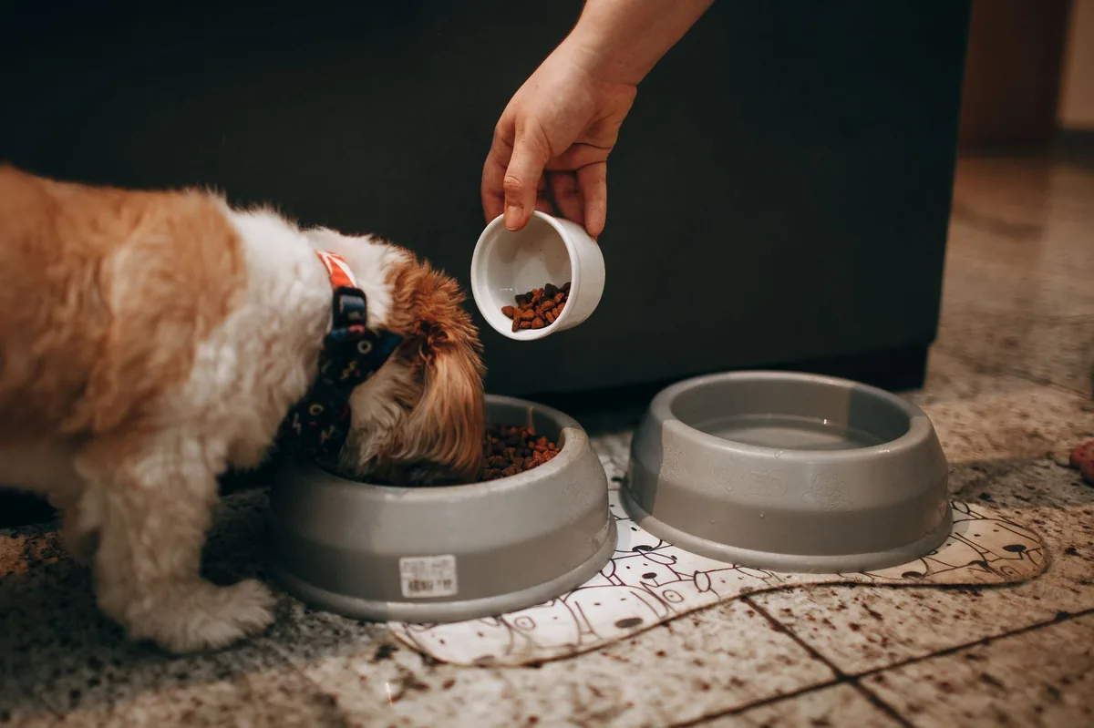 Perro comiendo de su comedero