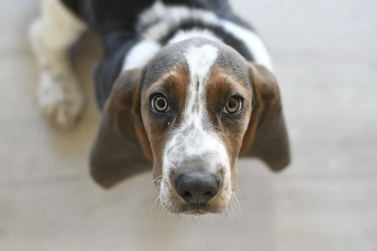 Perro de raza Basset Hound