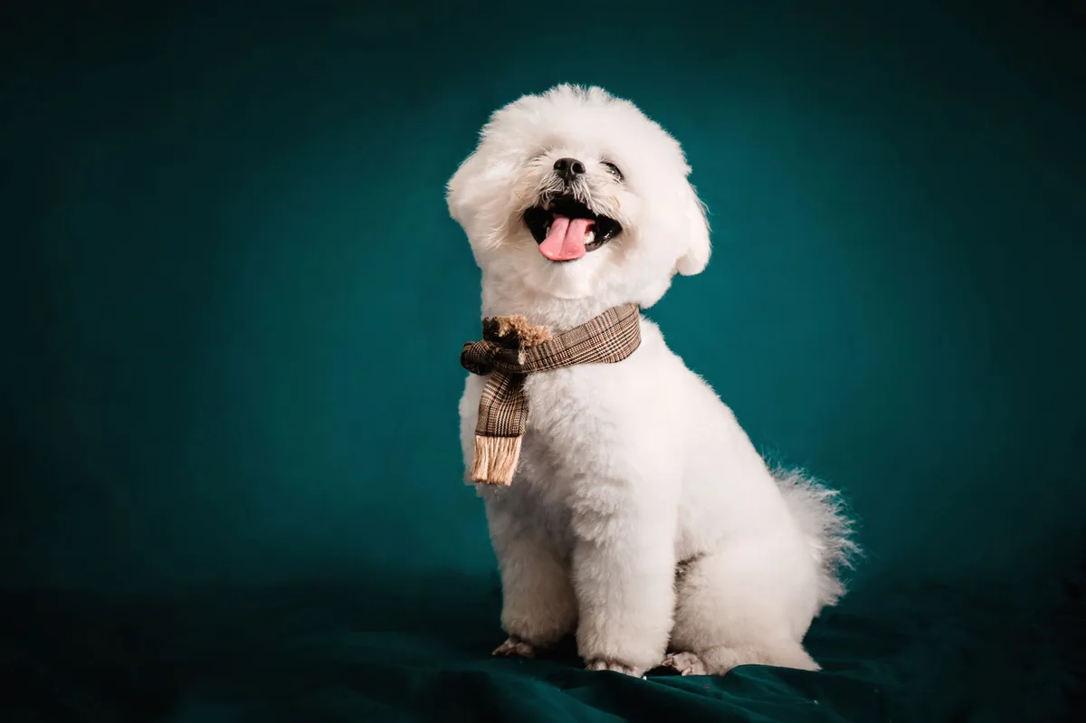 Perro de raza Bichón Frisé