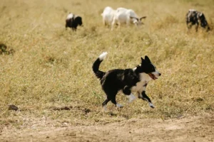 Perro Border Collie