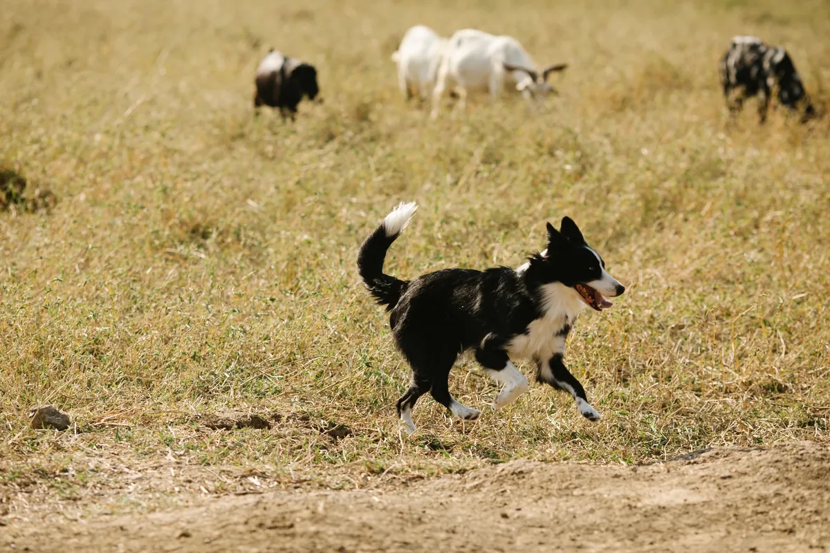 Perro Border Collie