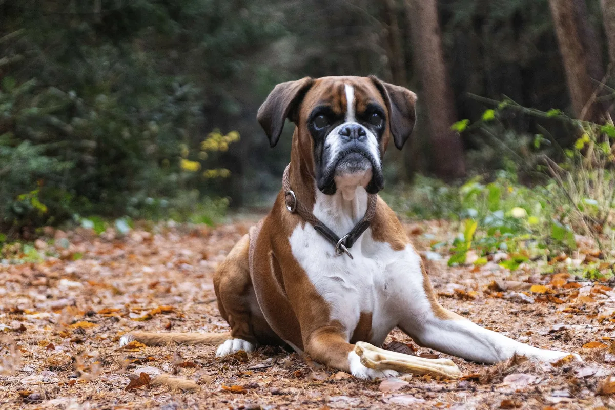 Perro de raza Boxer