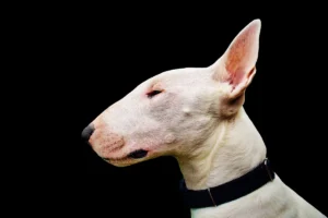 Perro Bull Terrier