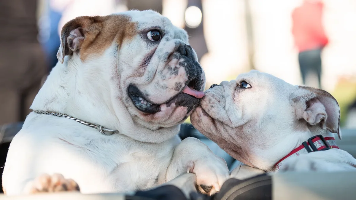 Perro de raza Bulldog Inglés