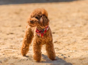 Perro Caniche o Poodle