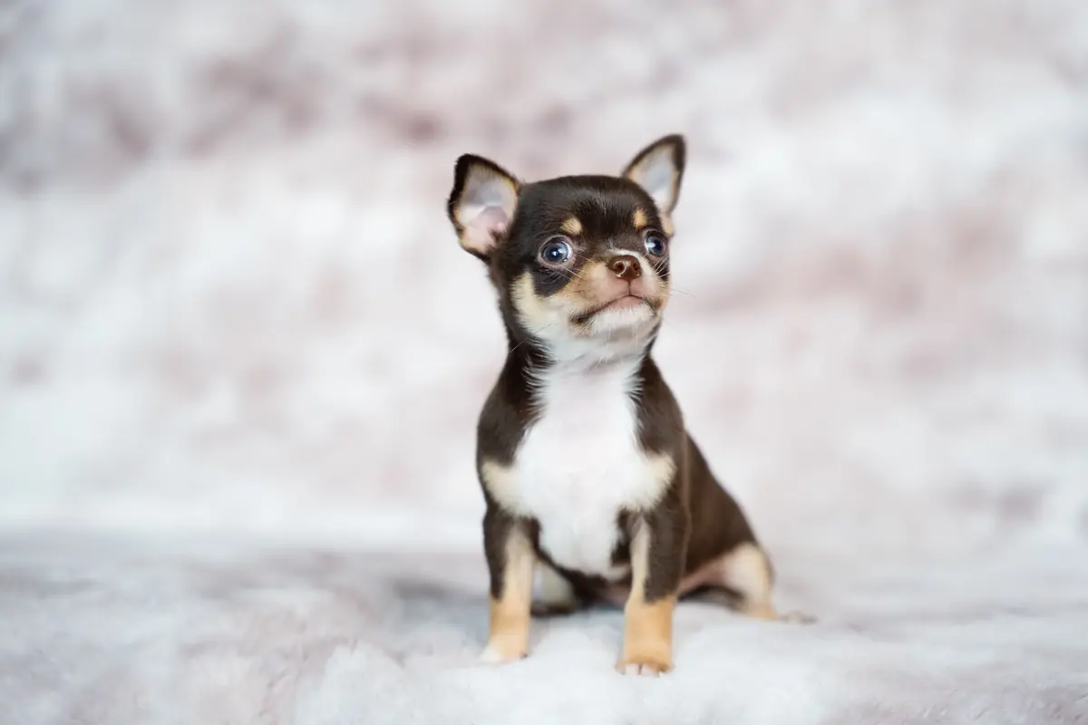Perro de raza Chihuahua